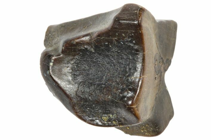 Fossil Triceratops Shed Tooth - Wyoming #364317